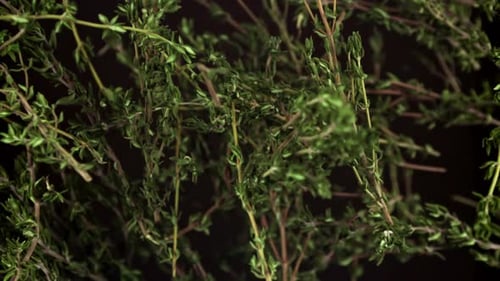 Super Slow Motion of Thyme Sprigs Filmed on a Highspeed Camera at 1000 Fps
