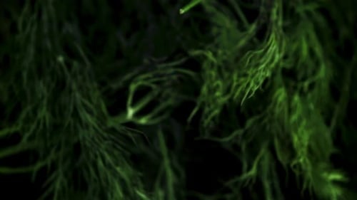 Super Slow Motion Sprigs of Fresh Dill