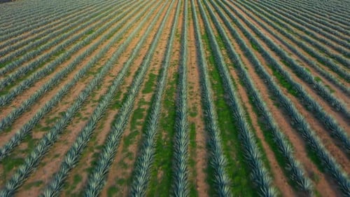 Agricultural crops and planting of agave plant of maguey planted fields land traditional tequila