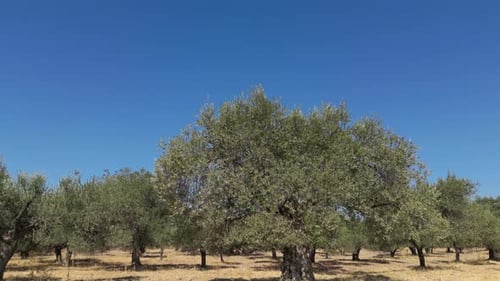 Olive Trees 217