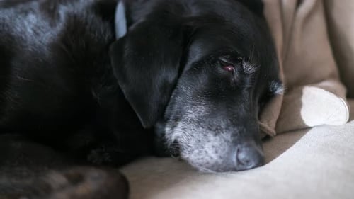 senior black dog asleep