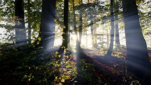 Wald, Bäume, Wald, Landschaft. Sonnenstrahl, Lichtstrahlen. Silhouette, Hintergrundbeleuchtung, Schatten