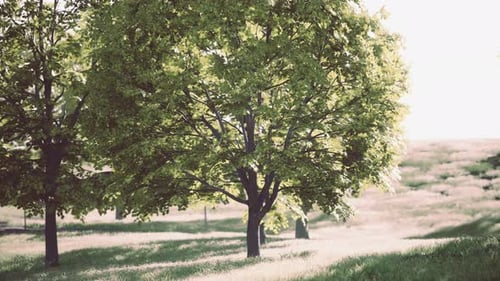 Two Trees Standing Tall in a Lush Green Field