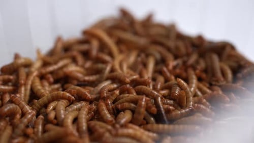 Live Mealworms 25