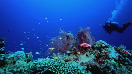 Tropical Fish Coral Reef And A Diver