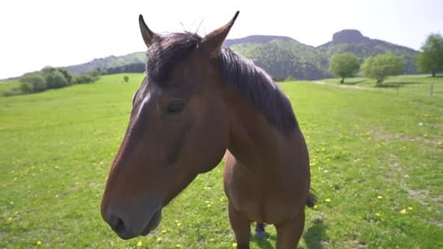 Weitaufnahme eines Pferdes mit brauner Mähne auf der grünen Wiese im Frühlingsfarmland
