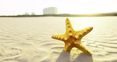 Golden Starfish Resting on a Sandy Beach at Sunset