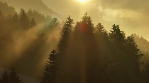 Os raios dourados brilham na paisagem da floresta enevoada, iluminando sua beleza e calma