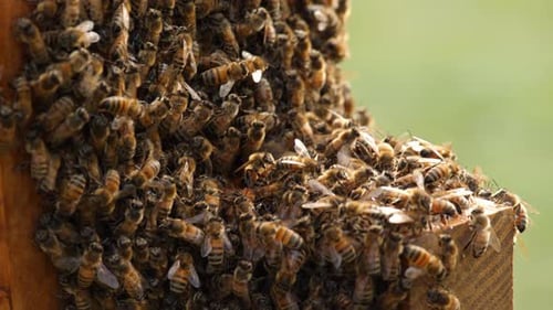Swarm of Honeybees Clustered on Wooden Surface