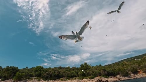 Slow motion of seagulls flying close to the camera near a rocky shore