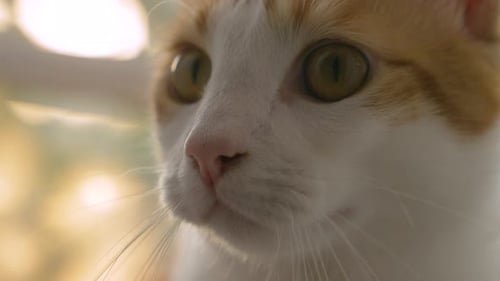 Golden Hour Kätzchen-Profildetail mit Bokeh-Hintergrund in Zeitlupe 4k 60fps