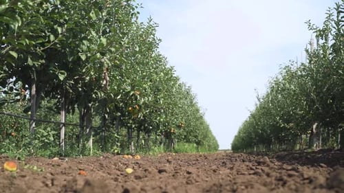 An apple orchard with red ripe apples. Fruit farm.
