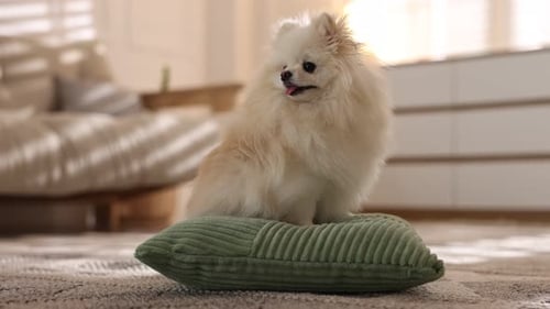 Fluffy Pomeranian dog sitting on green cushion