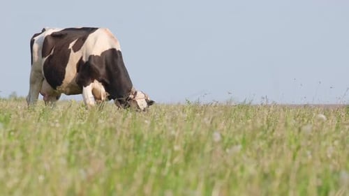 An Incredibly Beautiful Cow Grazes on a Summer Green Meadow Cattle Feeding and Breeding