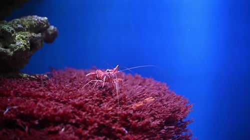 CloseUp of a Shrimp in an Aquarium on Sea Anemone Slow Motion Underwater Cinematic Real Video