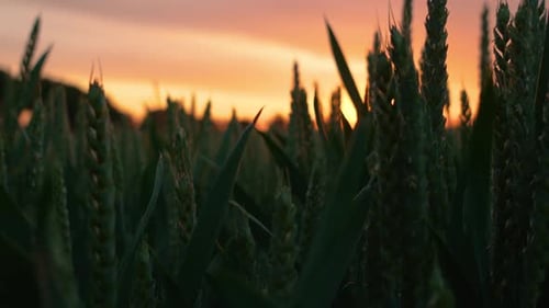 Green Wheat at Sunset Cereal Land Agricultural Industry Natural Wheat Field with Gold Sky and Clouds