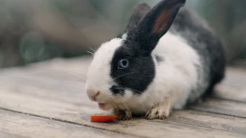 Black and White Rabbit Chewing Slice Carrot on Wooden Table on Nature Feeding Farm Bunny