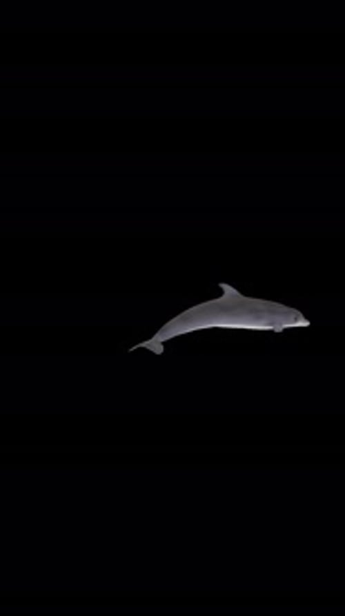 In der Bildschirmmitte wirbelnder Delfin, Alphakanal, Endlosschleife, vertikale transparente Animation