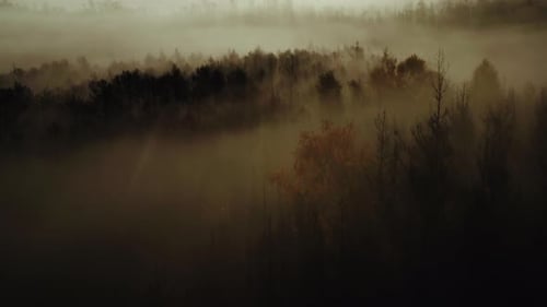 Quiet Autumn Cinematic Scenery During a Foggy Evening or Morning: Aerial Tilt Upward