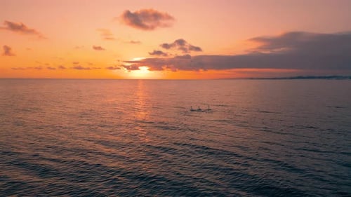 Floating swans during sunset