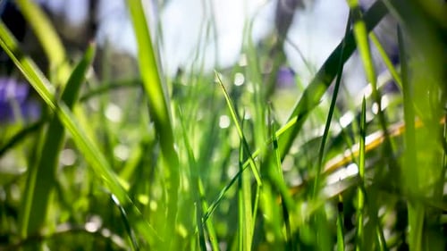 Grüne Grashalme, die unter strahlender Sonne wachsen