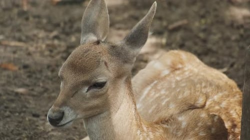 Close Up of Young Deer Lying Down
