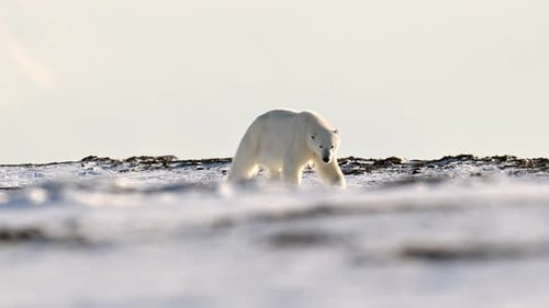 Eisbär schnüffelt in der rauen Umgebung des Polarkreises am Nordpol nach Beute in der Nähe