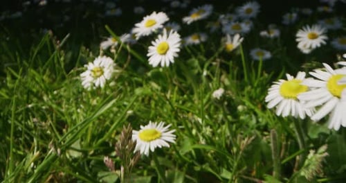 Alternative shot a camera passes between fresh daisies on a green lawn in a sunny day. Concept: na