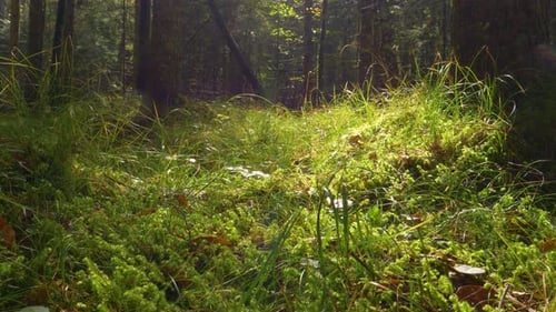 Sonnenlicht, das durch grünes Moos auf einem dichten Waldboden fällt
