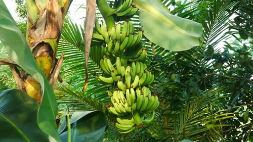 banana fruit