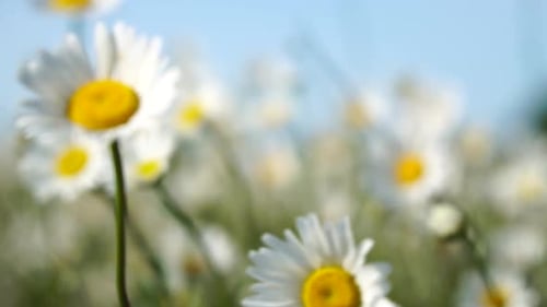 Fleurs de camomille blanches dans un champ d'herbe verte se balancent dans le vent au coucher du soleil Fleurs de camomille