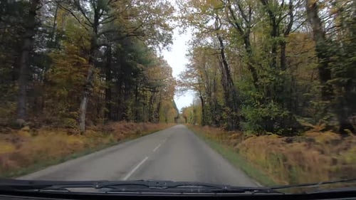 Driving Through Forest Road in Autumn
