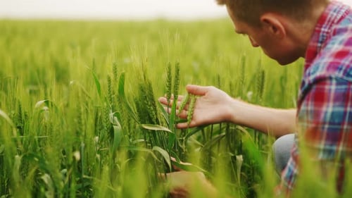 Agronomist Examining Green Ripening Wheat Ears Sitting in Farm Field Farmer Holding a Bunch of