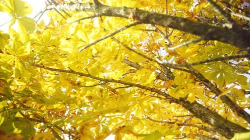 Autumn Tree Canopy with Yellow Leaves Swaying Gently