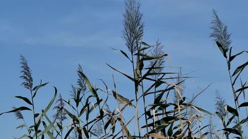 Tall Reeds Swaying Gently in the Breeze
