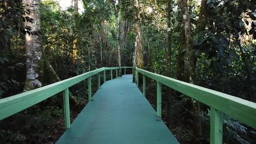 Vista em primeira pessoa caminhando em uma passarela de madeira na selva em Misiones, Argentina, floresta exuberante por toda parte