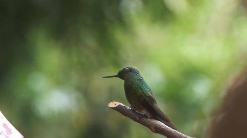 Macro Close-Up of a beautiful hummingbird standing on a branch