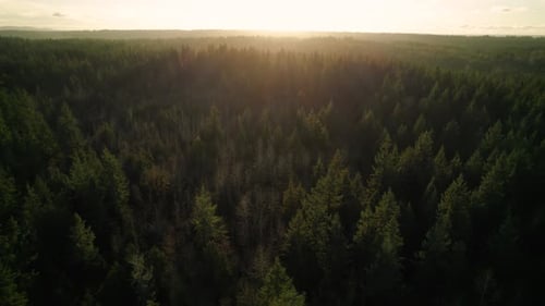Golden Hour Lighting On Endless Forest Of Evergreen Trees Shot By Drone