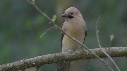 Rare Birds of Nepal. Fulchoki and Godawori Lalitpur Kathmandu.