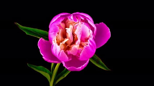 Stunning Pink Flower Blooming in Time-Lapse