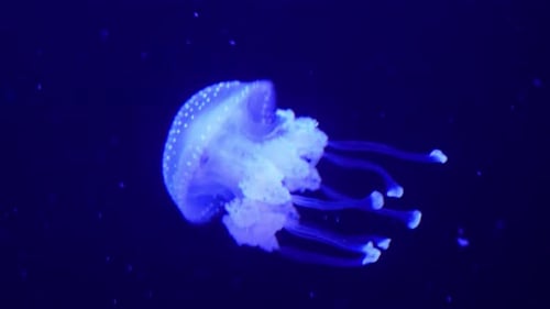 Jellyfish Floating Gently in Dark Blue Water