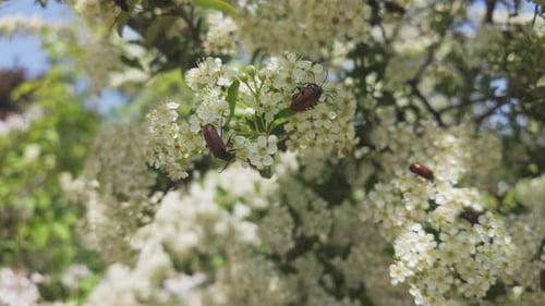 Viele Käfer ernähren sich von kleinen weißen Blüten des Scharlachroten Feuerdorns, ein Käfer fliegt davon.