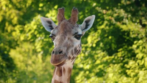 Nahaufnahme von neugierigem Giraffengesicht und langem Hals bei sanftem Tageslicht vor leuchtendem Grün