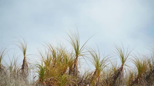 Seaside Dune Grass on Cloudy Day
