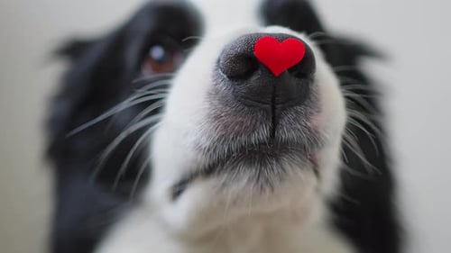 St Valentine's Day Concept Funny Portrait Cute Puppy Dog Border Collie Holding Red Heart on Nose