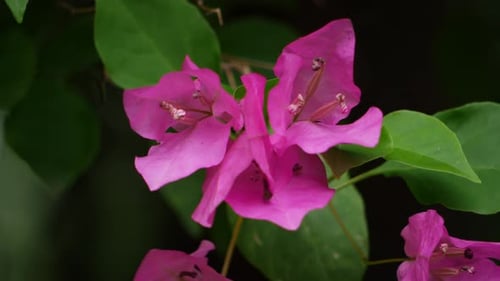 A close up of pink flowers