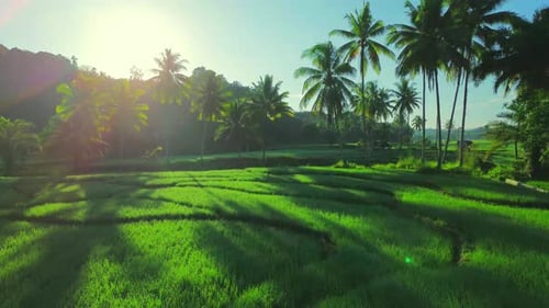 Beautiful morning view indonesia panorama landscape paddy fields with beauty color and sky natural