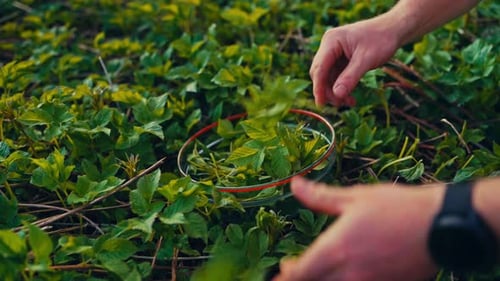 Hand Picking Sprouts Of Plants In The Garden. - closeup shot