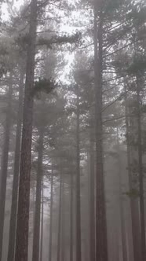Vertical Video Misty Forest Flight Between Trees in the Foggy Forest