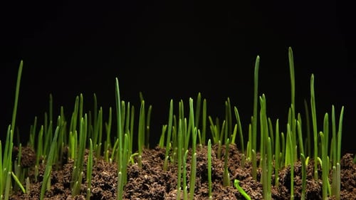Time lapse of wheat plants sprouting and growing from rich soil.